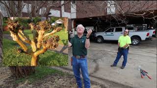 How to Prune Crape Myrtles [upl. by Inobe290]