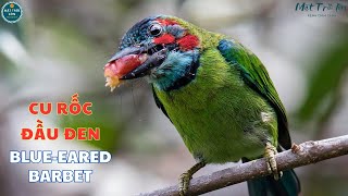 ✅Chim Cu rốc đầu đen  Cu rốc tai lam ✅Blueeared Barbet song  Megalaima australis curoc barbet [upl. by Hanser121]