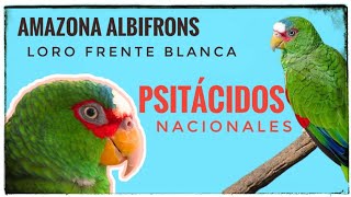 El hermoso loro frente blanca Amazona albifrons Psitácidos de México episodio 2 [upl. by Atilrac]