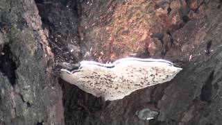 Spore dispersal of fungi Bark Mushroom [upl. by Mukerji]