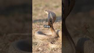 The Deadly Speed of the Black Mamba facts animals [upl. by Eserahs92]