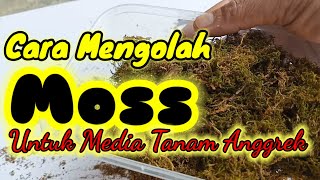 Cara Membuat Media Tanam Anggrek dari Moss [upl. by Dreddy]