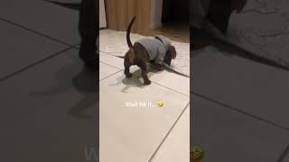 Jump scaring my dachshund gone wrong 🙄dachshund cutedog wienerdogs [upl. by Suirad]