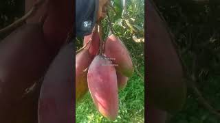 Red Ivory mangga mango fruit buah food hits viralreels video video shortvideo shorts [upl. by Niletak863]