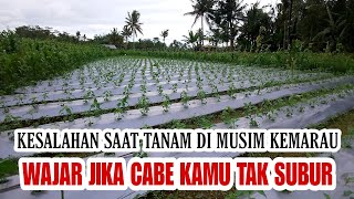 CARA MENANAM CABE DI MUSIM KEMARAU AGAR CEPAT TUMBUH [upl. by Serle470]