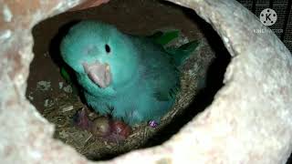 Pacific Parrotlet Breeding Progress [upl. by Vyky]