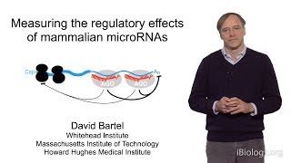 David Bartel Whitehead InstituteMITHHMI Part 2 MicroRNAs Regulation by Mammalian microRNAs [upl. by Bowrah]