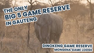 The only BIG FIVE game reserve in GAUTENG  Dinokeng Game Reserve  Mongena Game Lodge [upl. by Ahseia903]