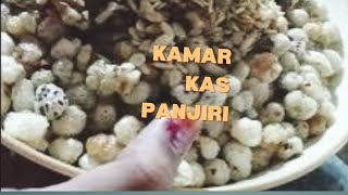 kamar kas panjiri remedy for back pain joint pain panjiri banane ka tarika [upl. by Ycrem577]