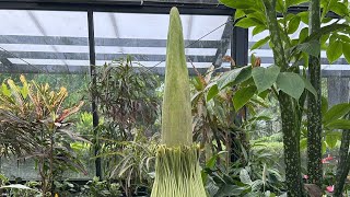 Corpse Flower Livestream [upl. by Balduin119]