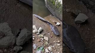 My fishing diary is so thin shortvideo viral viralvideo youtubeshorts nature fishing [upl. by Oile]