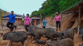 Clearing Grass from Rice Fields Digging Paths for Pigs  Family Farm [upl. by Jaban]