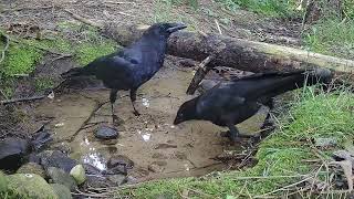 Crow family at the stream with vocal baby crow [upl. by Stranger908]