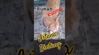 Olen n flen cat catlover cute shortvideo subscribe [upl. by Olfe]