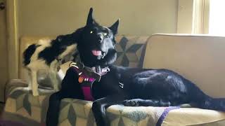 Chihuahua Biting German Shepherd Dogs Playing Funny Dog Videos GSD Has Great Temperament [upl. by Ahsenak831]