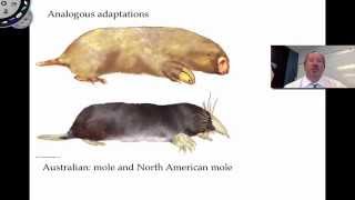 Phylogenies are Inferred [upl. by Artied660]