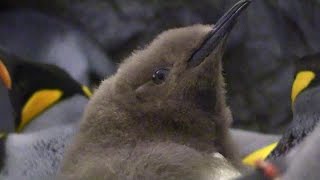 South Georgias Largest King Penguin Colony Awakens [upl. by Fisch]