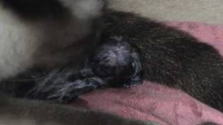 Cat Giving Birth amp Eating Stillborn Kitten [upl. by Hultgren]