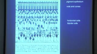 2 Basic layout of the visual system and the retina [upl. by Rombert]