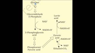 Fermentation biology respiration anaerobic [upl. by Einahpit]