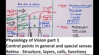 Special Senses Physiology  Vision part 1 [upl. by Areikahs]