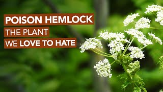 Poison Hemlock — The Plant We Love To Hate [upl. by Delbert]