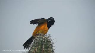 Icterus icterus Oranje troepiaal Arashi Aruba 11 2019 Antonio Silveira [upl. by Milt469]