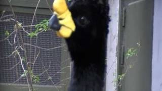 yellow knobbed curassow [upl. by Htebyram160]