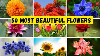 Flowers Names  Learn Names of 50 Most Beautiful Flowers In The World [upl. by Braynard]