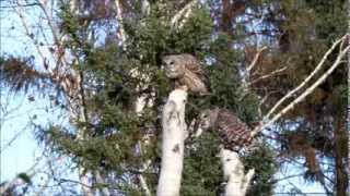 Barred Owl pair calling [upl. by Bayer]