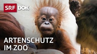 Bedrohte Wildtiere – Artenschutz im Zoo  Fortsetzung folgt  Doku  SRF Dok [upl. by Meirrak186]