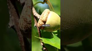 The Last Acorn LifeLessons LettingGo NewBeginnings Legacy [upl. by Farl]