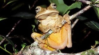 Coaxar do SAPO MARTELO Hypsiboas faber  calling frog [upl. by Basso590]