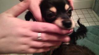 Cleaning your Chihuahuas Teeth with Gel Tutorial [upl. by Kelcy]