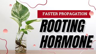 The Complete Guide To Rooting Hormones For Plant Propagation The Science Behind DIY Vs Bottled [upl. by Meeks572]