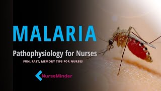 Malaria How People Get Malaria Transmission Nursing Pathophysiology [upl. by Ardek]