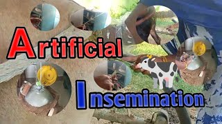 Artificial Insemination in Cow  Al  viral longvideo animals cow [upl. by Aleinad]