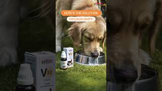 Did you notice your dog suffering from a hacking cough dog vetcare [upl. by Elac432]