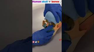 bonesetskeleton🥼🎯👩‍⚕ skullandbones mbbslove motivationalvideo [upl. by Anairb]