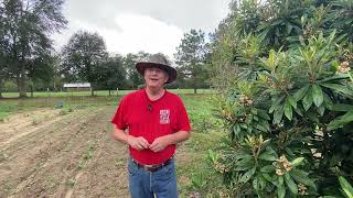 In Ground Garden Tour 3 things I hate about Fall Gardening [upl. by Latta]