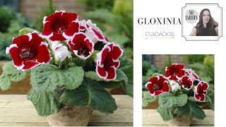 GLOXINIA SINNINGIA SPECIOSA [upl. by Anawt]