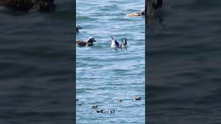 Secretive Longtailed Ducks Where Do They Vanish長尾鴨捉迷藏 duck 鸭 [upl. by Aysa762]