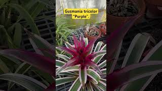 Bromeliad  Guzmania tricolor “purple”  flowers plants fypシ [upl. by Chemash]