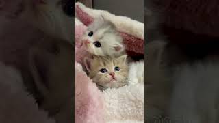 cute cats baby kitten cute moment❤️💕hellomochi cat cute kitten kucing kitty cats mochicat [upl. by Mungovan]