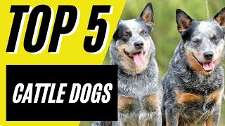 Top 5 Cattle Dogs  Best Cattle Dogs Blue Heeler Border Collie [upl. by Drusy625]