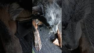 Carnivore Dog hurt his fingertoe He is doing well just having a little postbreakfast snack treat [upl. by Esaj841]