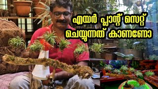 Air plant care and installation എയർ plant എങ്ങനെ സെറ്റ് ആക്കാം home garden indoor plants [upl. by Creedon]