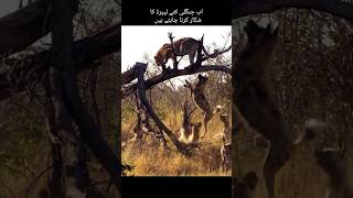 leopard vs wild dogs animals shorts viral [upl. by Orlov]