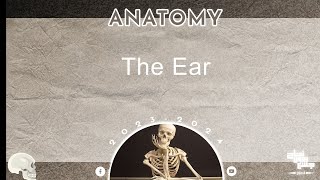 L4 part 2 The ear and auditory pathway Anatomy [upl. by Ennasirk]