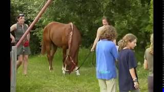 Distanzreiten  Sport im Einklang mit Natur und Pferd [upl. by Waring]